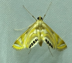 Eoophyla