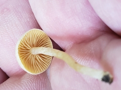 Tubaria dispersa