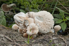 Cyclocybe aegerita