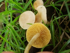 Tubaria dispersa