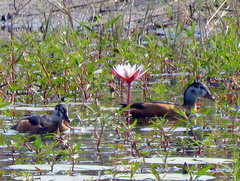 Nettapus auritus