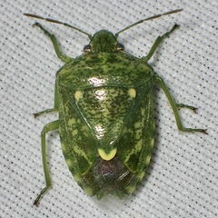 Banasa euchlora