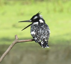 Ceryle rudis rudis
