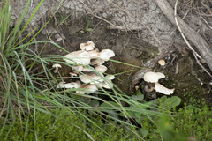 Cyclocybe aegerita