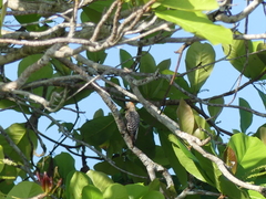 Melanerpes rubricapillus
