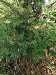 Abies sibirica