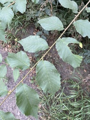 Ulmus glabra