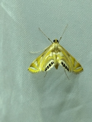 Eoophyla