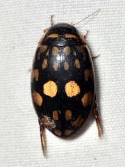 Thermonectus marmoratus