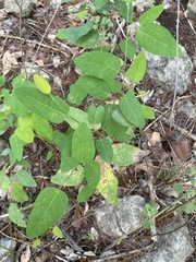 Desmodium psilophyllum