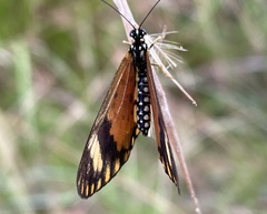 Acraea