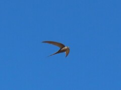 Cypsiurus parvus