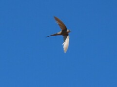 Cypsiurus parvus
