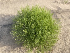 Cycloloma atriplicifolium