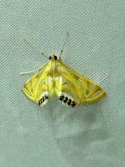 Eoophyla