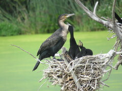 Phalacrocorax carbo lucidus