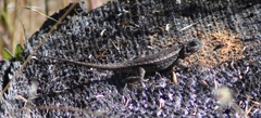 Sceloporus occidentalis occidentalis