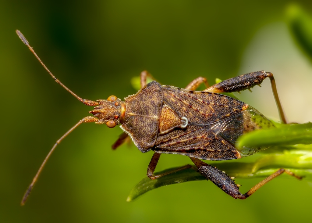 Harmostes serratus