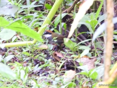 Arremon brunneinucha