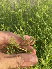 Cycloloma atriplicifolium