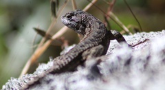 Sceloporus occidentalis occidentalis