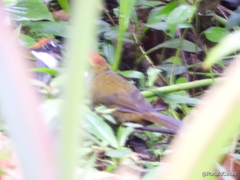 Arremon brunneinucha