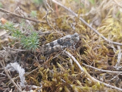 Sphingonotus caerulans