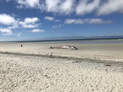 Balaenoptera acutorostrata