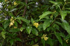 Cestrum nocturnum