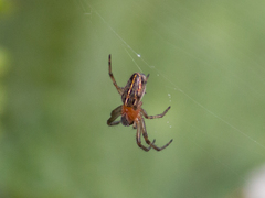 Alpaida veniliae