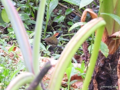 Arremon brunneinucha