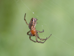 Alpaida veniliae