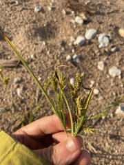 Cyperus schweinitzii