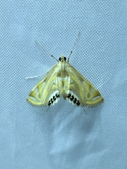 Eoophyla