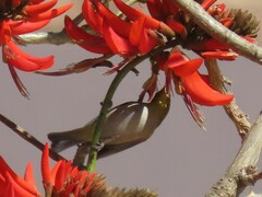 Zosterops virens capensis