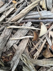 Parasola conopilea