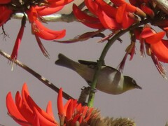 Zosterops virens capensis