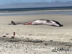 Balaenoptera acutorostrata