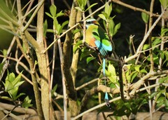 Eumomota superciliosa