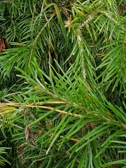 Abies sibirica