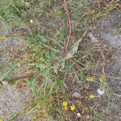 Oenothera stricta