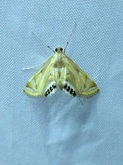 Eoophyla