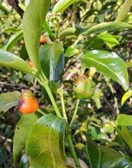 Gynochthodes jasminoides