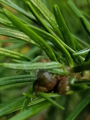 Abies sibirica