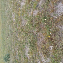 Oenothera stricta
