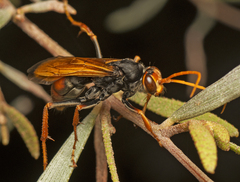 Cryptocheilus bicolor