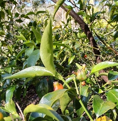 Gynochthodes jasminoides