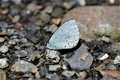 Celastrina argiolus