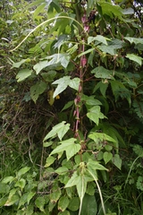 Passiflora uncinata