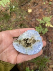 Lactarius indigo